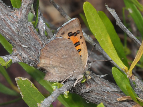 Cotrell's Daisy Copper