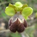 Ophrys omegaifera israelitica - Photo (c) Maarten Sepp, μερικά δικαιώματα διατηρούνται (CC BY-SA)