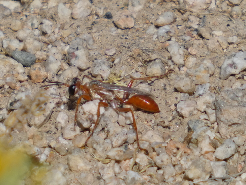 Prionyx foxi photo 2