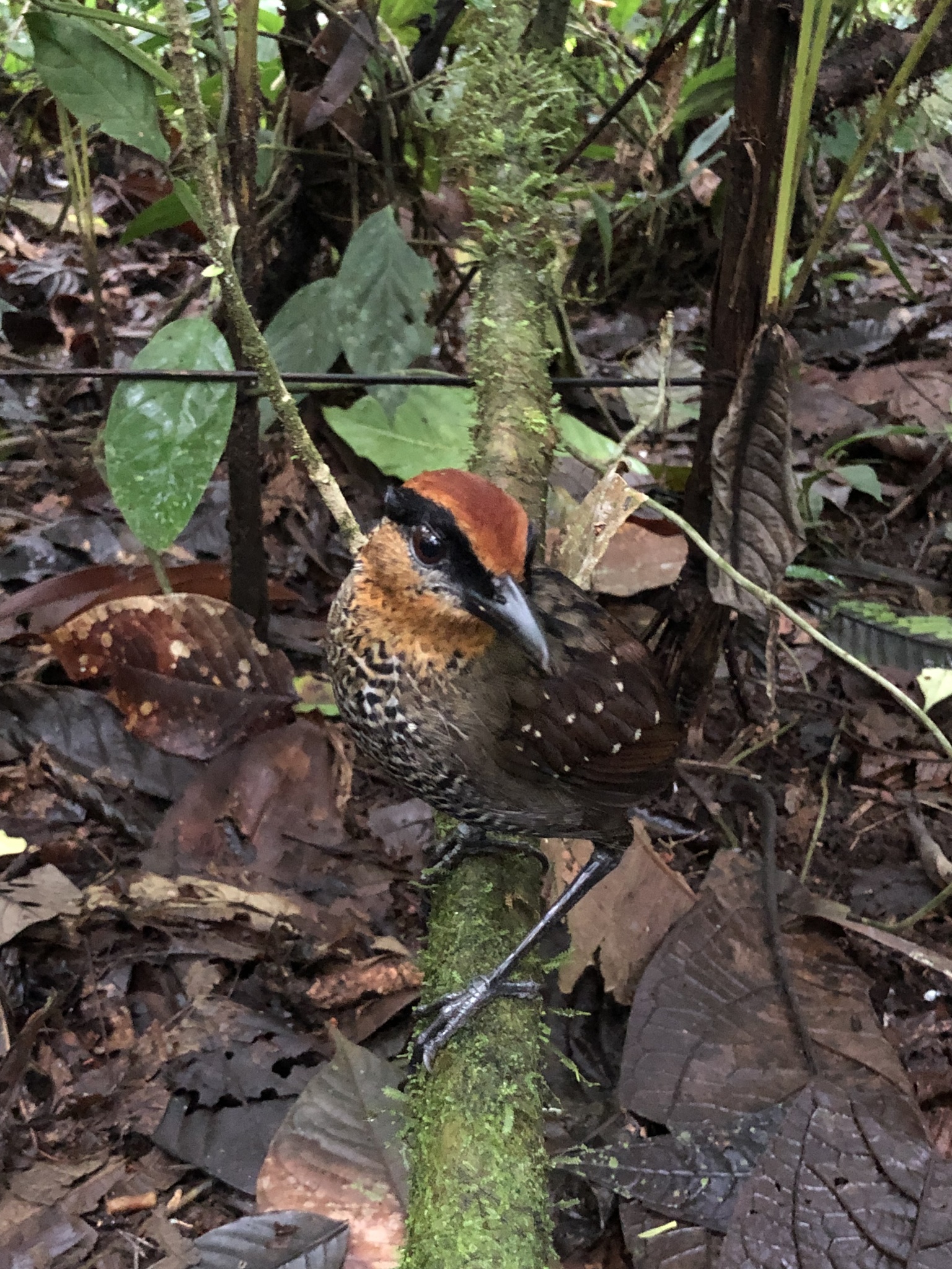Rufous-crowned Antpitta (Pittasoma rufopileatum), photo 3