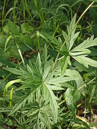 Image of Aconitum volubile by (c) Светлана Князева, some rights reserved (CC BY)