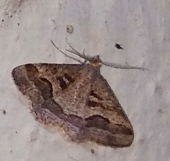 Lepidoptera