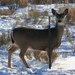Mule × White-tailed Deer - Photo (c) odocoileus, some rights reserved (CC BY-NC), uploaded by odocoileus