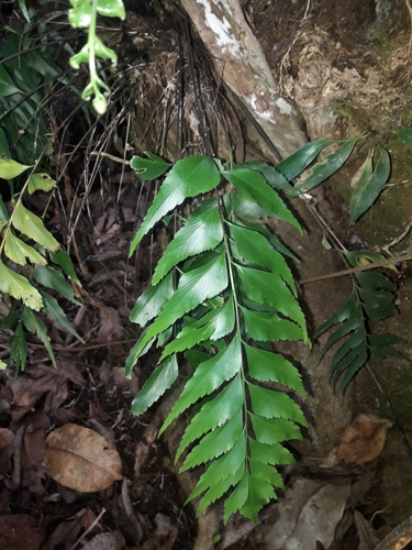 Asplenium falcatum (Asplenium falcatum)