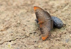 Riodinidae