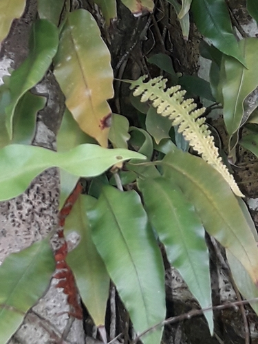 Davallia heterophylla
