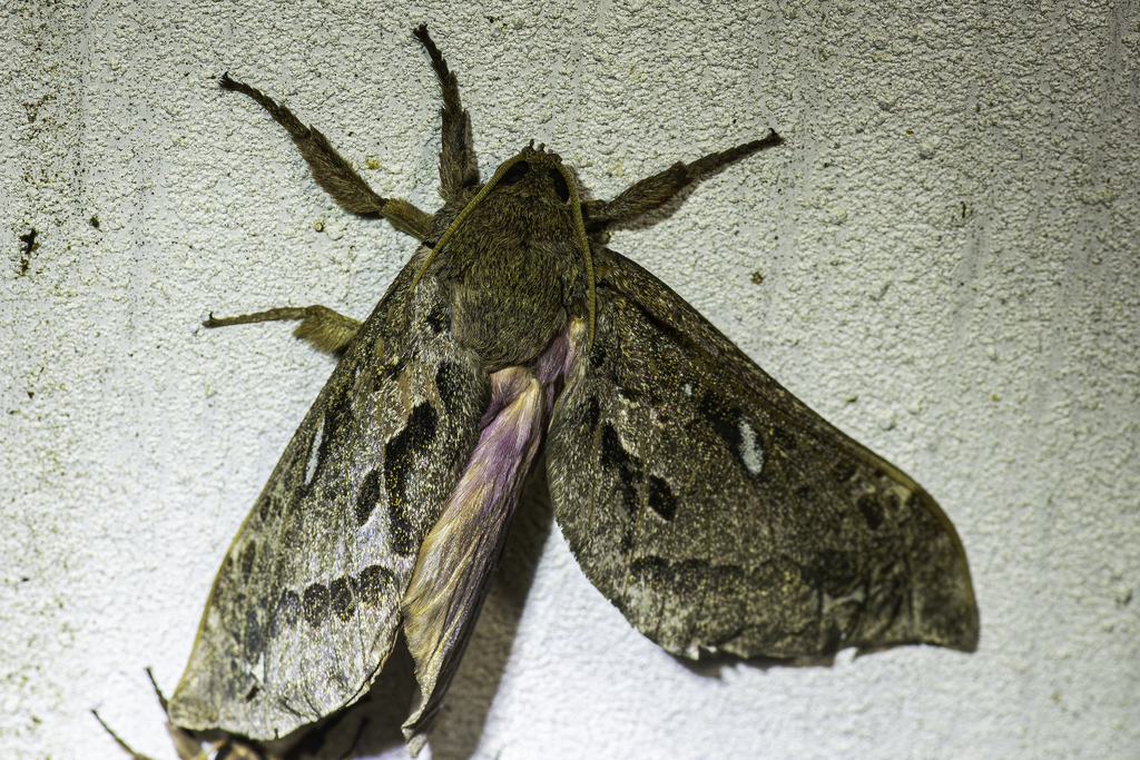 Oxycanus byrsa