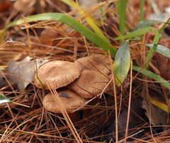 Inocybe cinnamomea