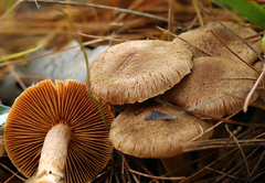 Inocybe cinnamomea