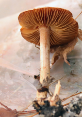Inocybe cinnamomea