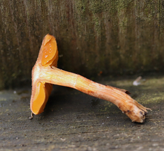 Inocybe cinnamomea