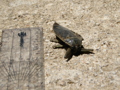 Lethocerus cordofanus