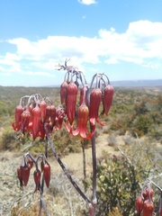 Cotyledon orbiculata oblonga
