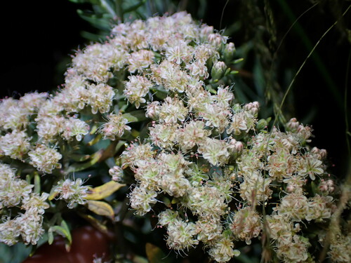Image of Eriogonum arborescens by (c) Cricket Raspet, some rights reserved (CC BY)