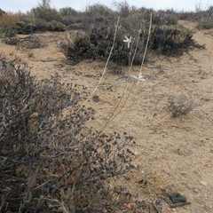 Chlorophytum asperum