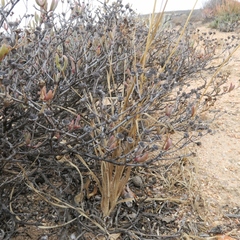 Chlorophytum asperum