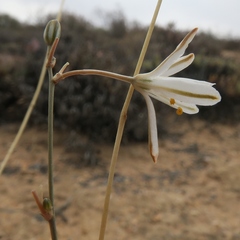 Chlorophytum asperum