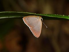 Euselasia lycaeus