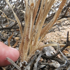 Chlorophytum asperum