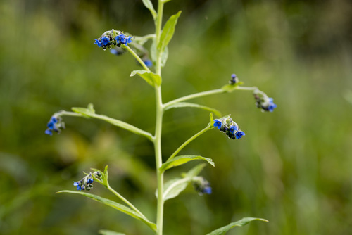 Image of Ceylon Forget Me Not by (c) Licheng Shih, some rights reserved (CC BY)