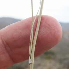 Chlorophytum asperum