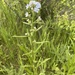 Hackelia floribunda - Photo (c) Chris Folsom, algunos derechos reservados (CC BY-NC), subido por Chris Folsom