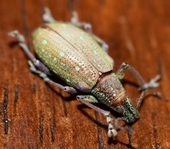 Exophthalmus jekelianus image