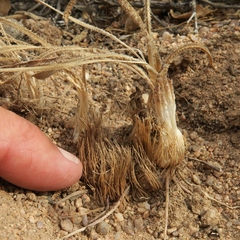 Chlorophytum asperum