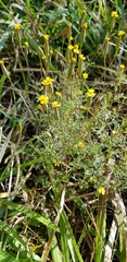 Tagetes subulata