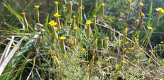 Tagetes subulata