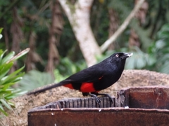 Hypopyrrhus pyrohypogaster