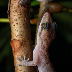 Annulated Bow-Fingered Gecko photo 5