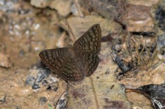 Riodinidae
