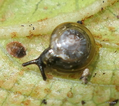 Helicarionidae