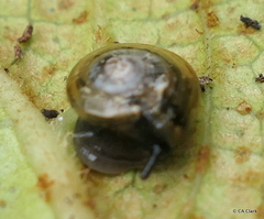 Helicarionidae