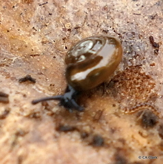 Helicarionidae