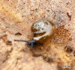 Helicarionidae