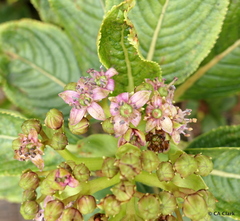 Hydrangea arguta