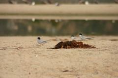 Sternula antillarum browni
