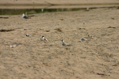 Sternula antillarum browni