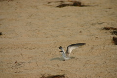 Sternula antillarum browni