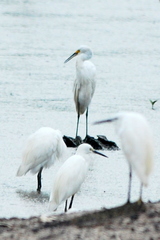 Egretta garzetta nigripes