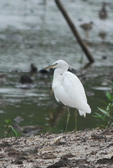 Egretta eulophotes