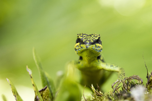 Lue's Mountain Lizard