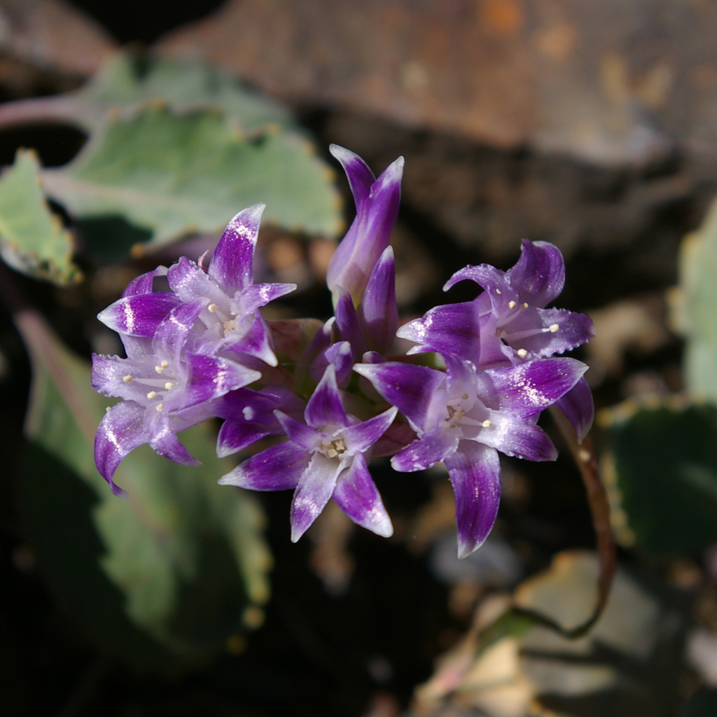 Abrams' allium (Allium abramsii)