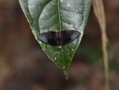 Riodinidae