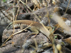 Aspidoscelis sackii sackii