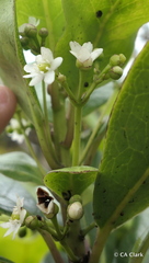 Ilex anomala
