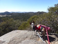 Cercocarpus betuloides betuloides