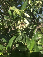 Stomatostemma monteiroae